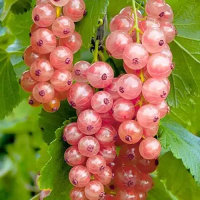 Смородина белая ПРЫГАЖУНЯ (РОЗОВАЯ) в Осиповичах