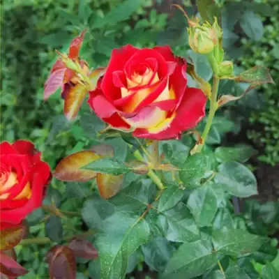 Роза ФРЕНДШИП чайно-гибридная в Осиповичах