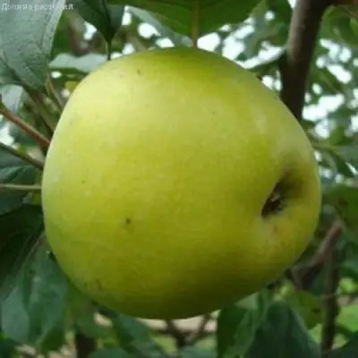 Яблоня КОШТЕЛЯ в Осиповичах