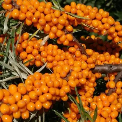 Облепиха АЛТАЙСКАЯ в Осиповичах