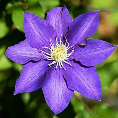 Клематис ЗЕ ПРЕЗИДЕНТ в Осиповичах