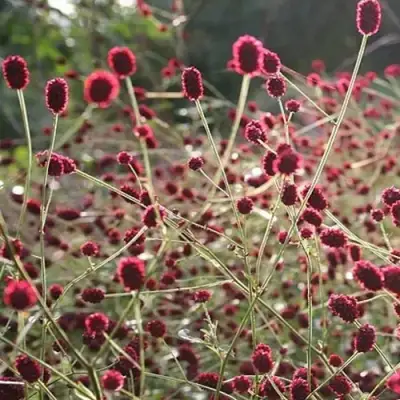 Кровохлебка ЧОКОЛАТ ТИП в Осиповичах