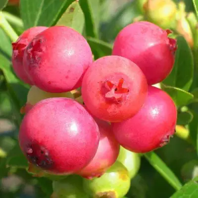 Голубика ПИНК ЛИМОНАД в Осиповичах