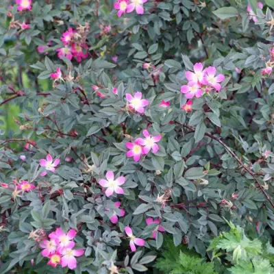 Роза сизая в Осиповичах