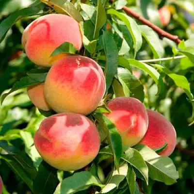 Персик ДИВНЫЙ в Осиповичах