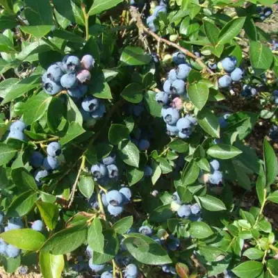 Голубика БЛЮЭТТА в Осиповичах