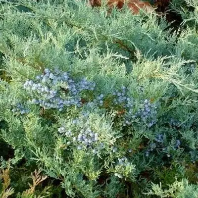 Можжевельник ГРЕЙ ОУЛ виргинский  в Осиповичах