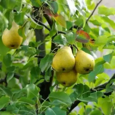 Груша ВИЛИЯ в Осиповичах