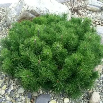 Сосна горная МУГУС в Осиповичах