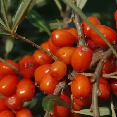 Облепиха ВОРОБЬЕВСКАЯ в Осиповичах