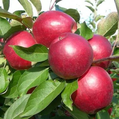 Яблоня КОВАЛЕНКОВСКОЕ в Осиповичах