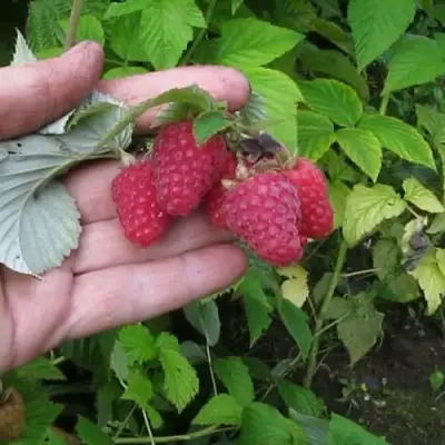 Малина КОРПИКО в Осиповичах