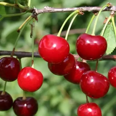 Вишня ХАРИТОНОВСКАЯ в Осиповичах