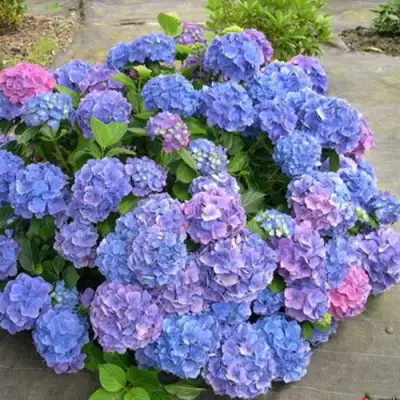 Гортензия БОДЕНСИ крупнолистная в Осиповичах