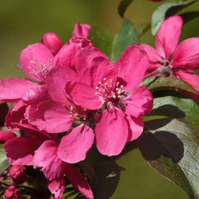 Яблоня НЕДЗВЕЦКОГО в Осиповичах