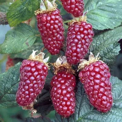 Ежемалина ТАЙБЕРРИ в Осиповичах