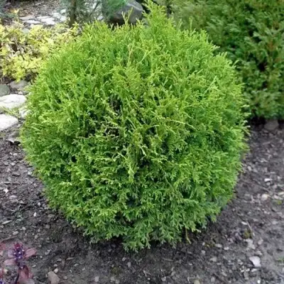 Туя ХОЗЕРИ западная в Осиповичах