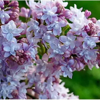 Сирень ПАМЯТЬ О ВАВИЛОВЕ в Осиповичах