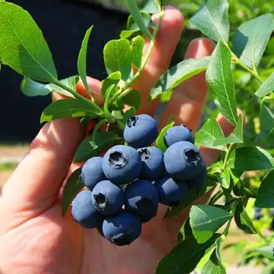Голубика НОРТ КАНТРИ в Осиповичах