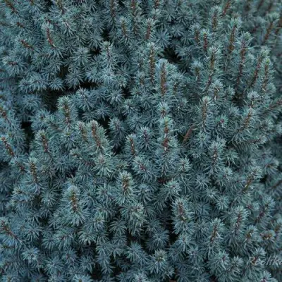 Ель САНДЕРС БЛЮ канадская в Осиповичах