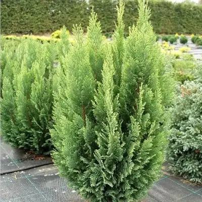 Кипарисовик ЭЛВУДИ ЭМПАЙР лавсона в Осиповичах