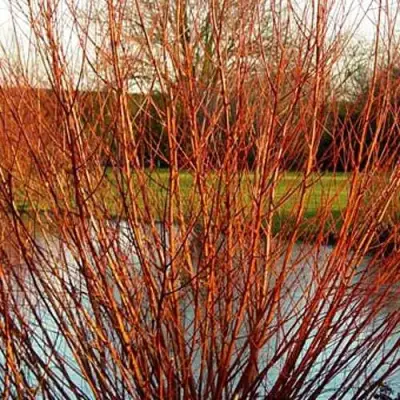 Ива ВИТЕЛЛИНА белая  в Осиповичах