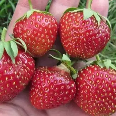 Клубника ВИМА ЗАНТА в Осиповичах