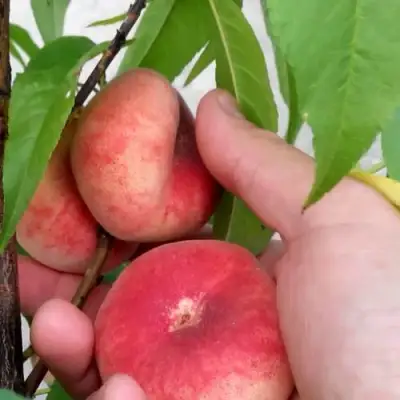 Персик САТУРН ИНЖИРНЫЙ в Осиповичах