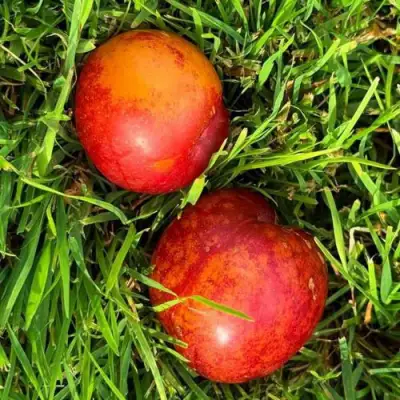 Шарафуга НЕКТАРИННАЯ в Осиповичах