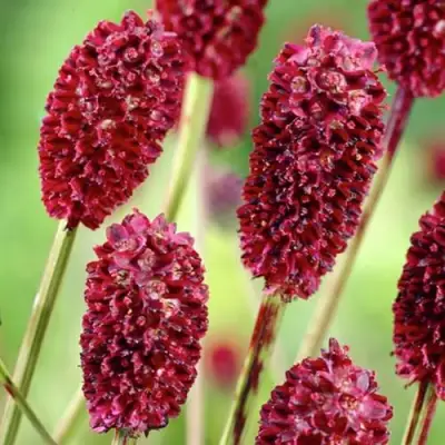 Кровохлебка ТАННА лекарственная в Осиповичах