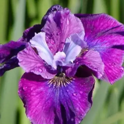 Ирис СИ Я ЛЕЙТЕР сибирский в Осиповичах