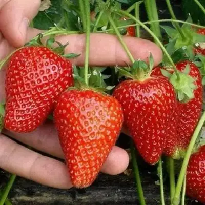 Клубника АЛЬБА в Осиповичах