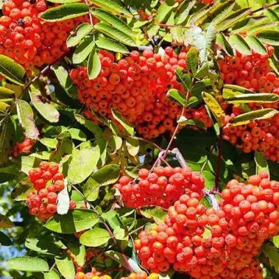 Рябина СОРБИНКА сладкоплодная в Осиповичах