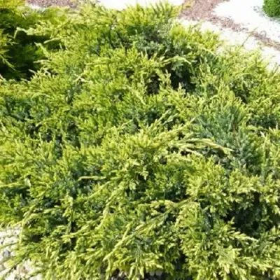 Можжевельник ГОЛД СТАР средний в Осиповичах