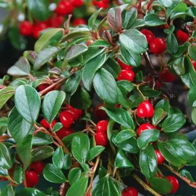 Кизильник Даммера в Осиповичах