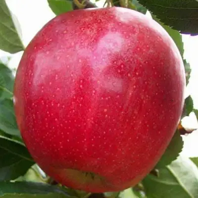 Яблоня ГАЛА МАСТ в Осиповичах