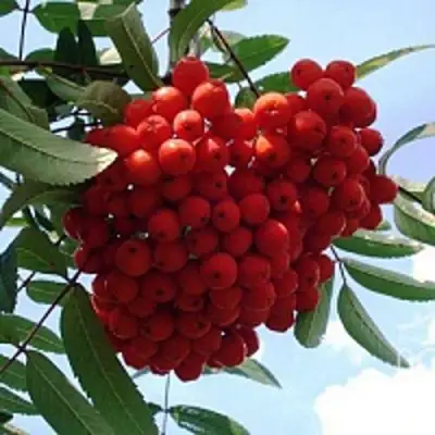 Рябина САХАРНАЯ ПЕТРОВА сладкоплодная в Осиповичах