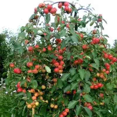 Яблоня ХЮВИНГИЕНЗИС декоративная в Осиповичах