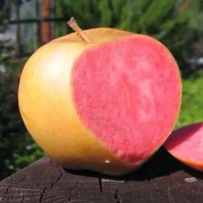 Яблоня ПИНК ПЕРЛ в Осиповичах