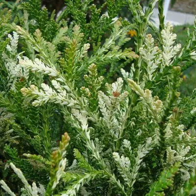 Туевик ВАРИЕГАТА долотовидный в Осиповичах