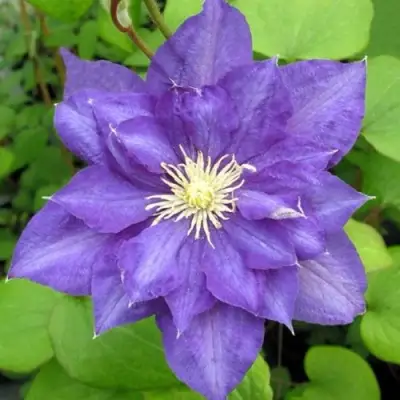 Клематис БЬЮТИ ОФ ВОЧЕСТЕР в Осиповичах