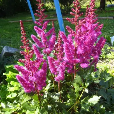 Астильба ЭЛИЗАБЕТ ВАН ВИН японская в Осиповичах