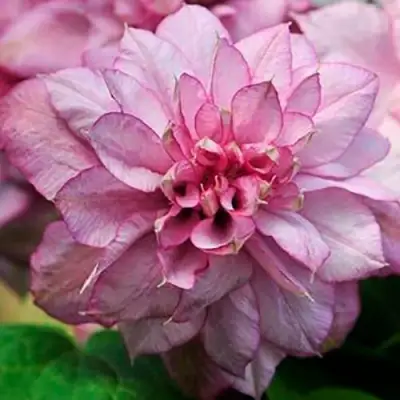 Клематис ИННОСЕНТ ГЛАНС в Осиповичах