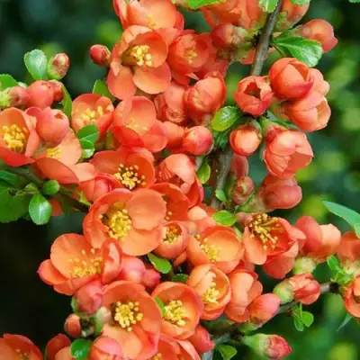 Айва ОРАНЖ ТРЕЙЛ в Осиповичах