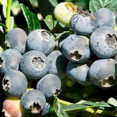 Голубика ЧАНДЛЕР в Осиповичах