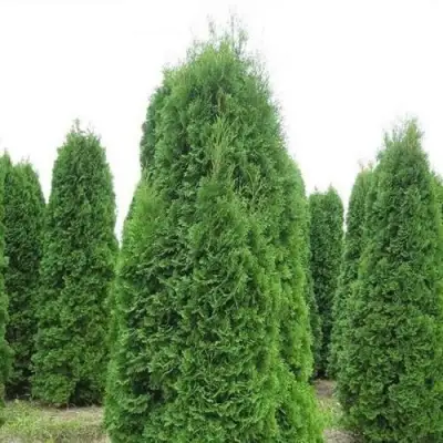 Туя КОЛУМНА западная в Осиповичах