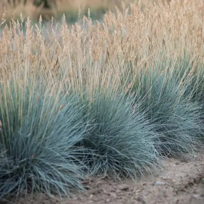 Овсяница АЙСФОГЕЛЬ сизая в Осиповичах