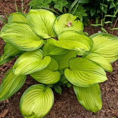 Хоста СТЕЙНД ГЛАСС гибридная в Осиповичах