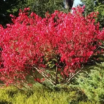 Бересклет ЕВРОПЕЙСКИЙ в Осиповичах