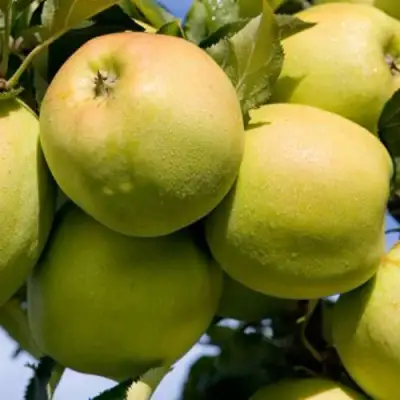 Яблоня МУТСУ в Осиповичах